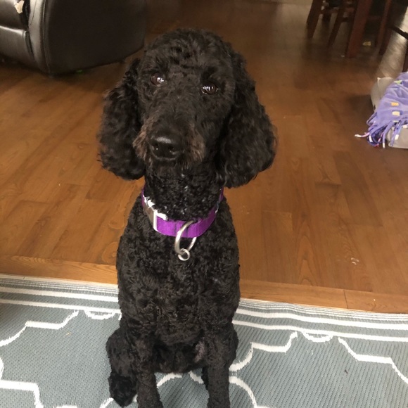 Meet your Posher, Marie-kim - Picture 1 of 1